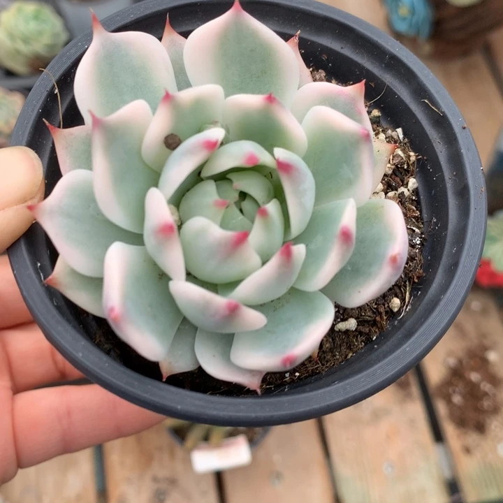 吉娃娃锦多肉植物