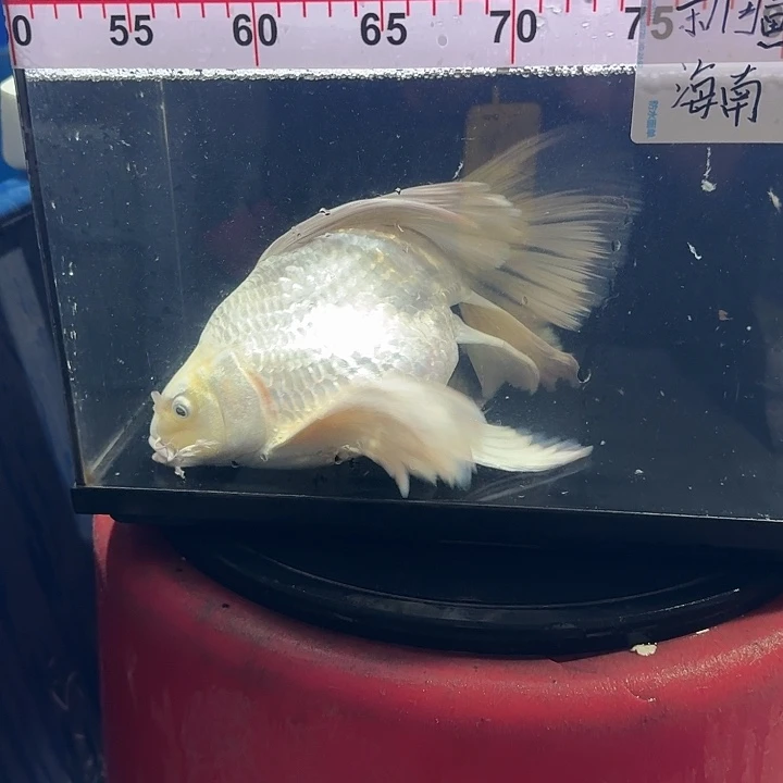 蝴蝶鲤鱼蝴蝶鲤108包邮