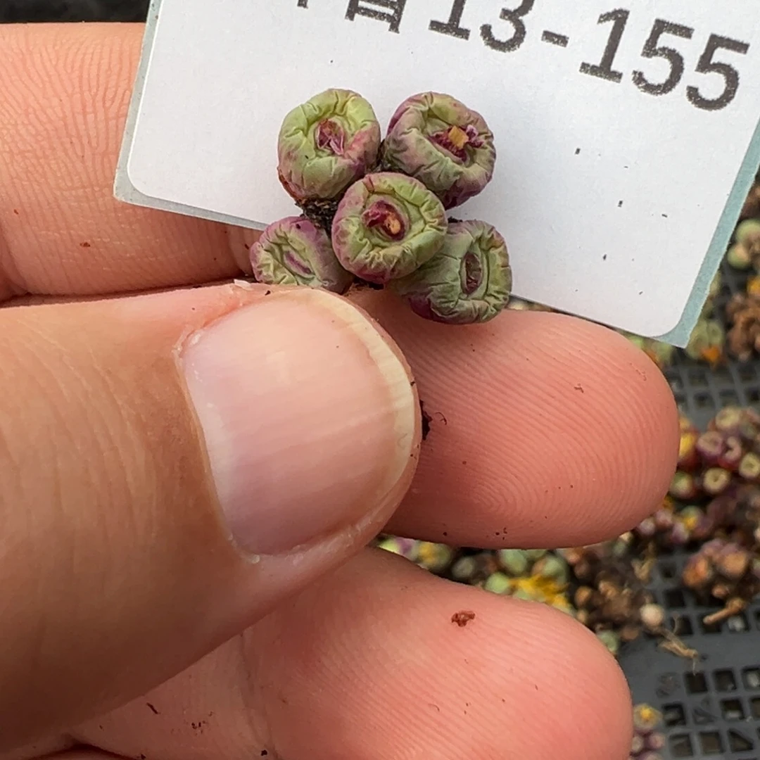 ✧****13-155肉锥多肉植物大战