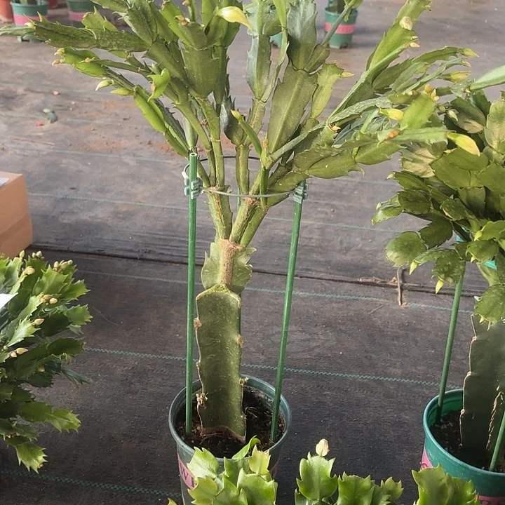 芒***）当前无花栽培后可以开花