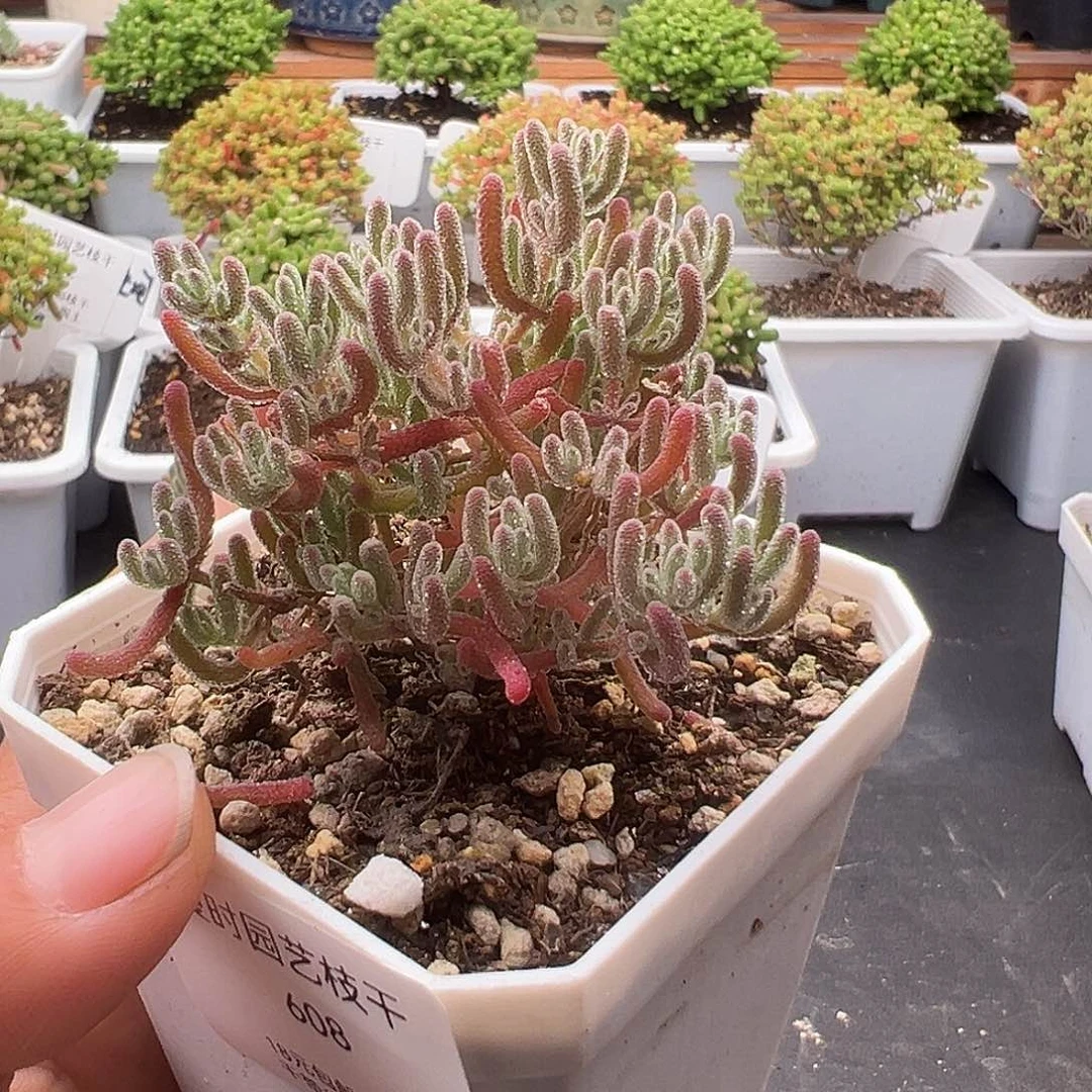 608号冰晶杂12.17多肉