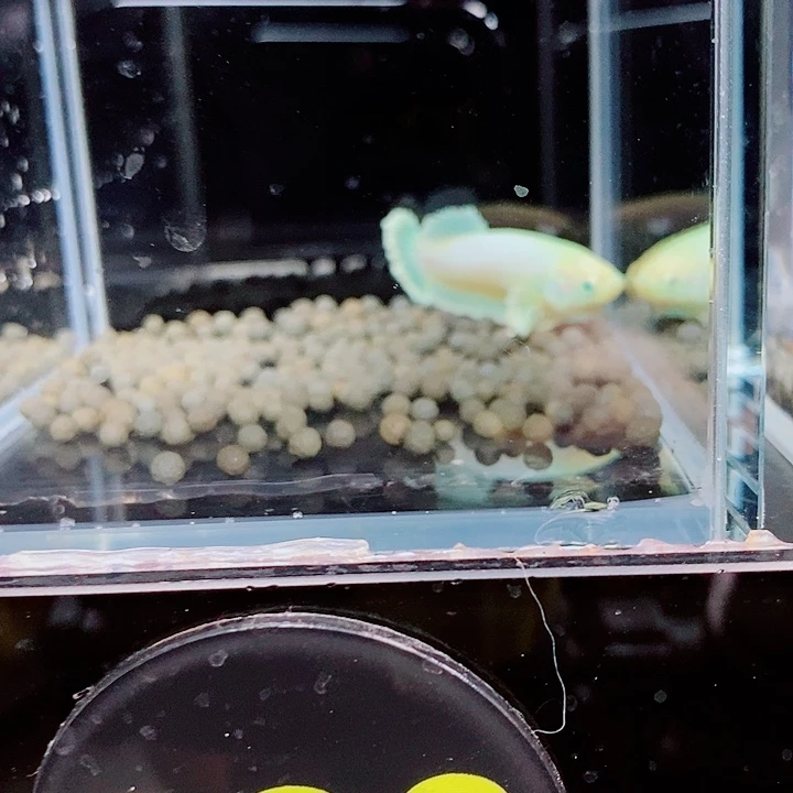 憨***憨斗鱼黑326号308号绣球母