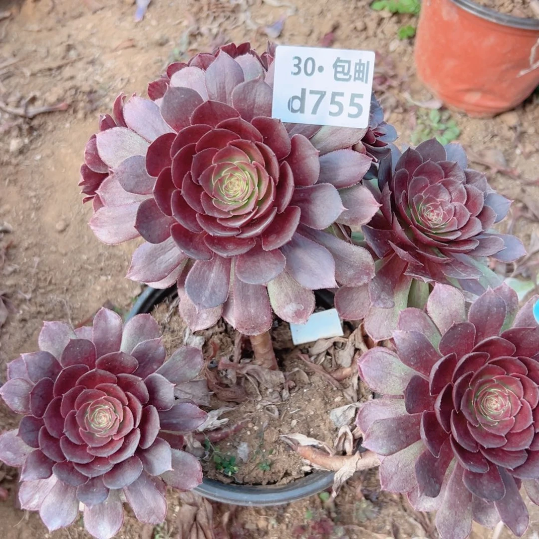 755红魔多肉法师