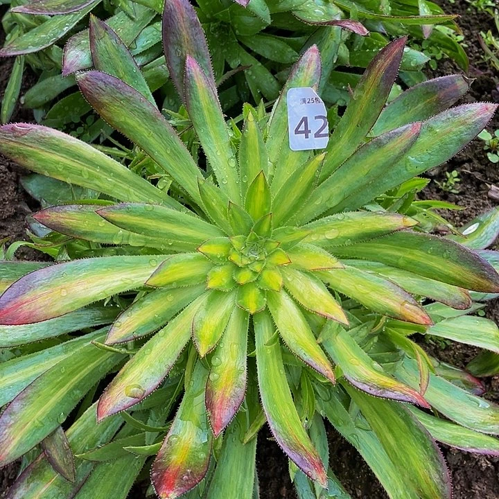 42孔雀七彩宽中班多肉植物