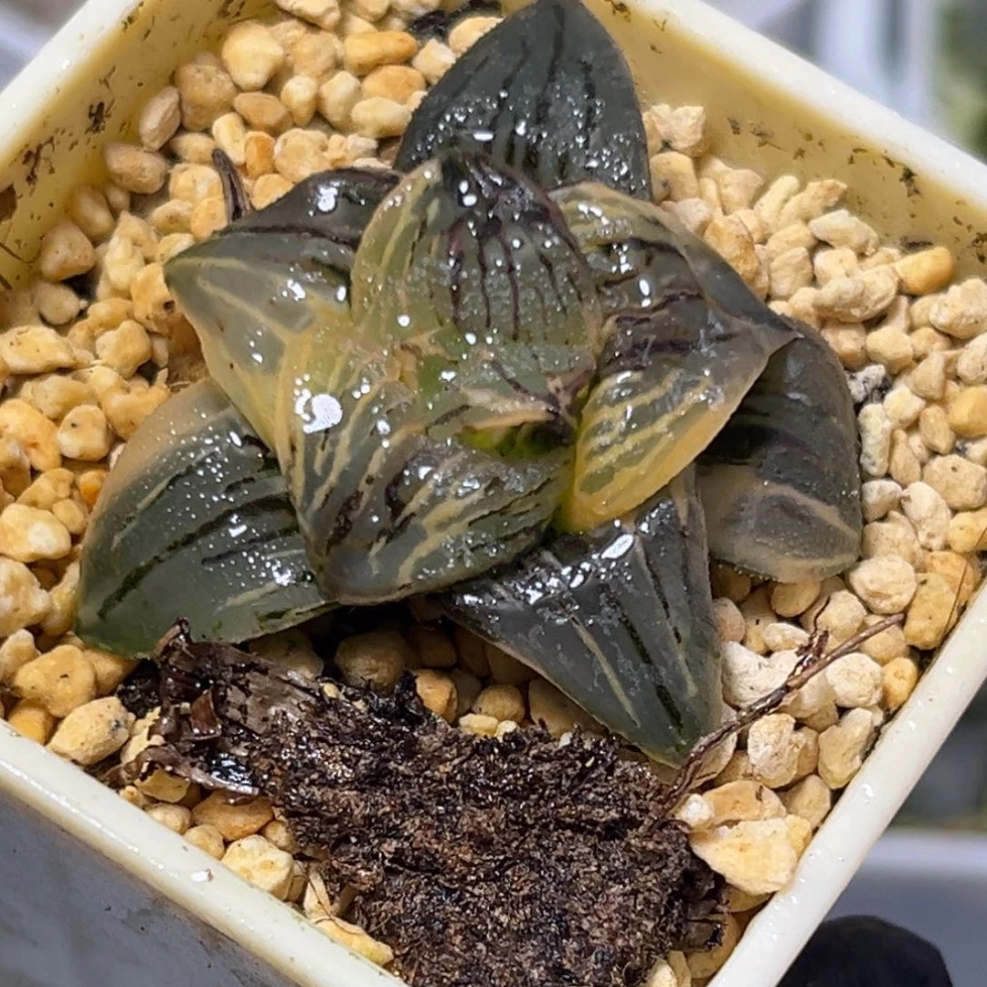 恭喜发财大吉大利0289