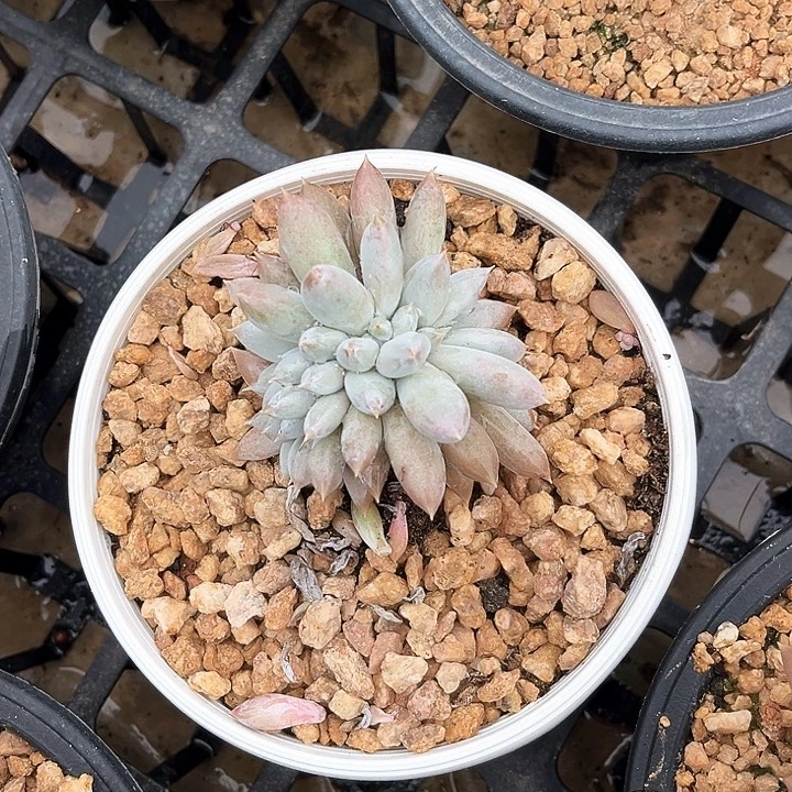 安***昵哥特缀化1号码牌子的话题