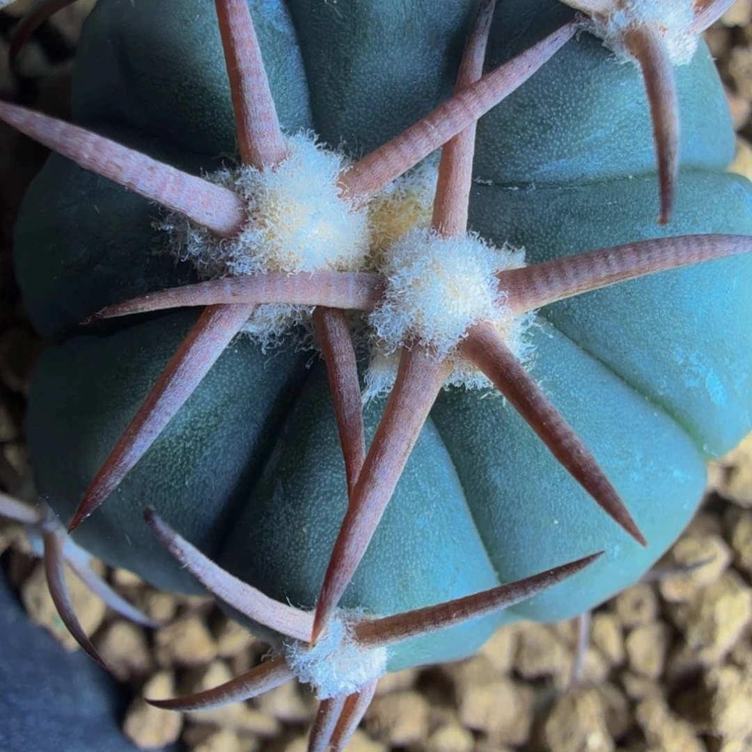 趴刺小花王 实生