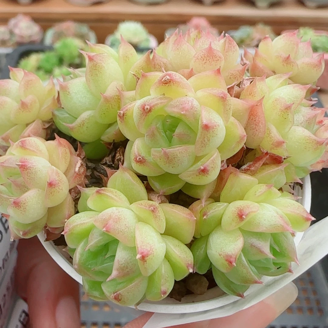 花语逸镜0925-110散