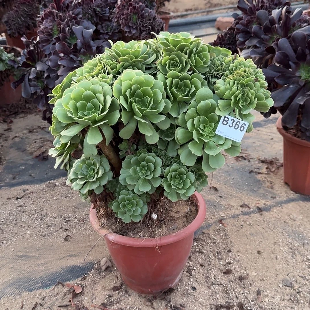 366绿缀朵朵微瑕一颗