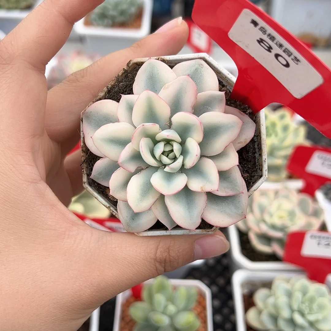 80号奶油黄桃宽锦多肉植物