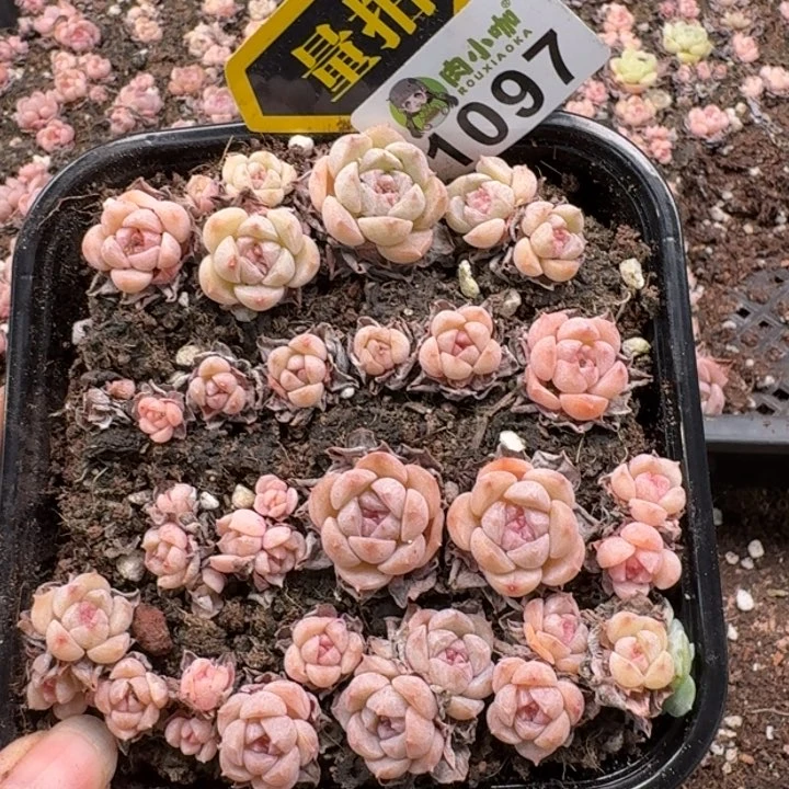 无花朵多肉植物多肉植物