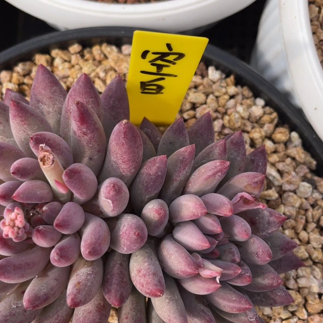 ?*白姐姐说要不要出去看看