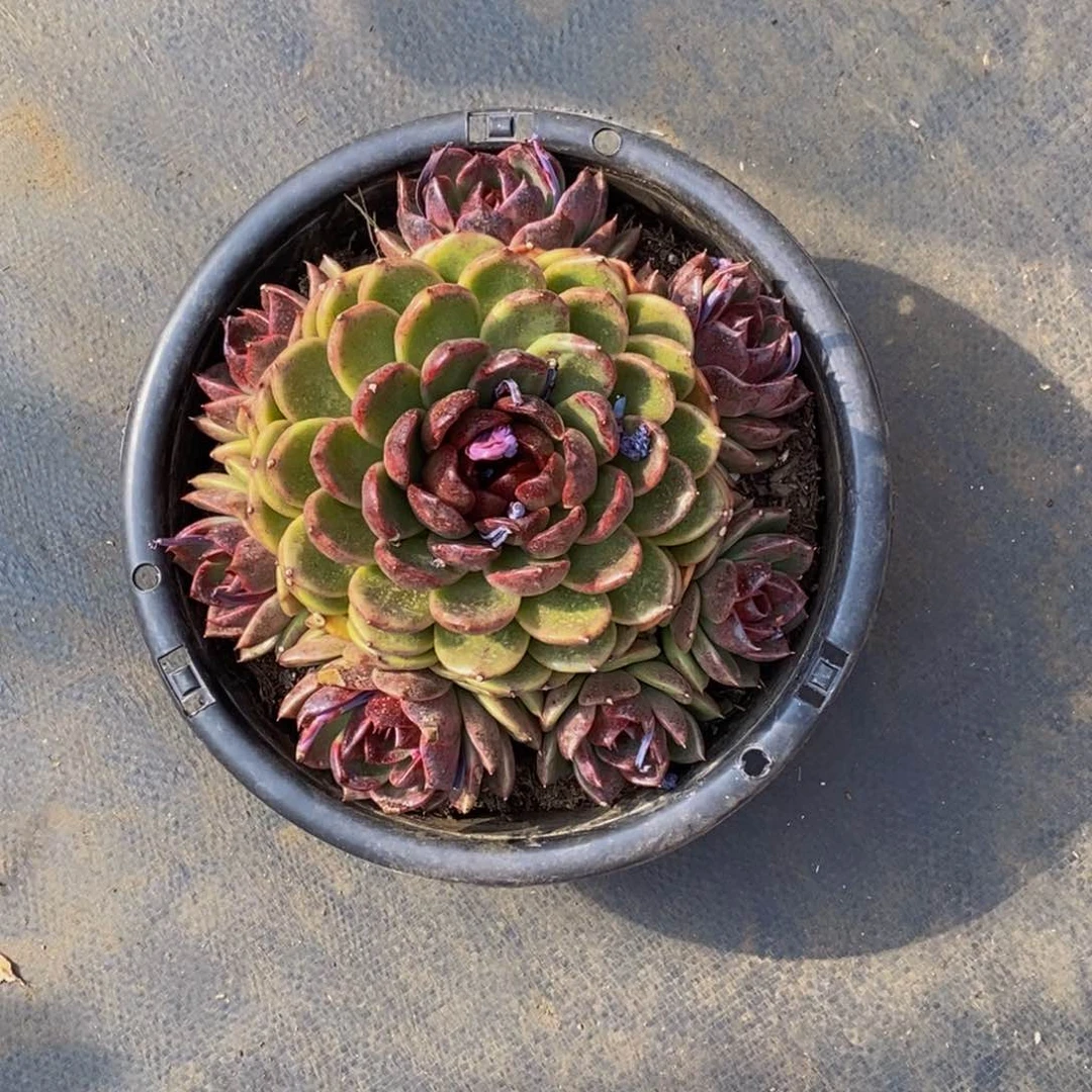 孙*娘48包邮一物一拍多肉