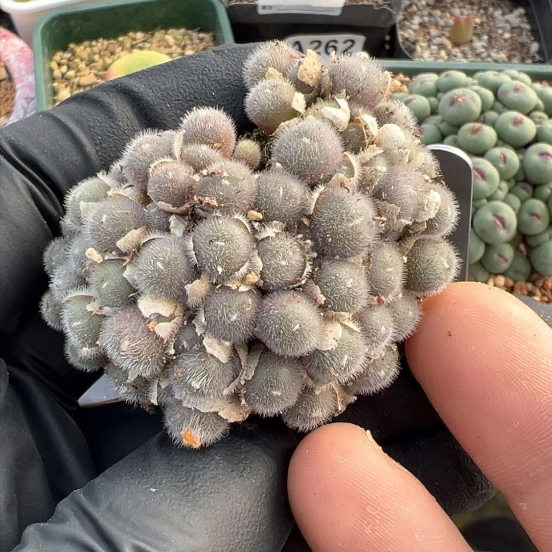 134号大群手捧花毛球。