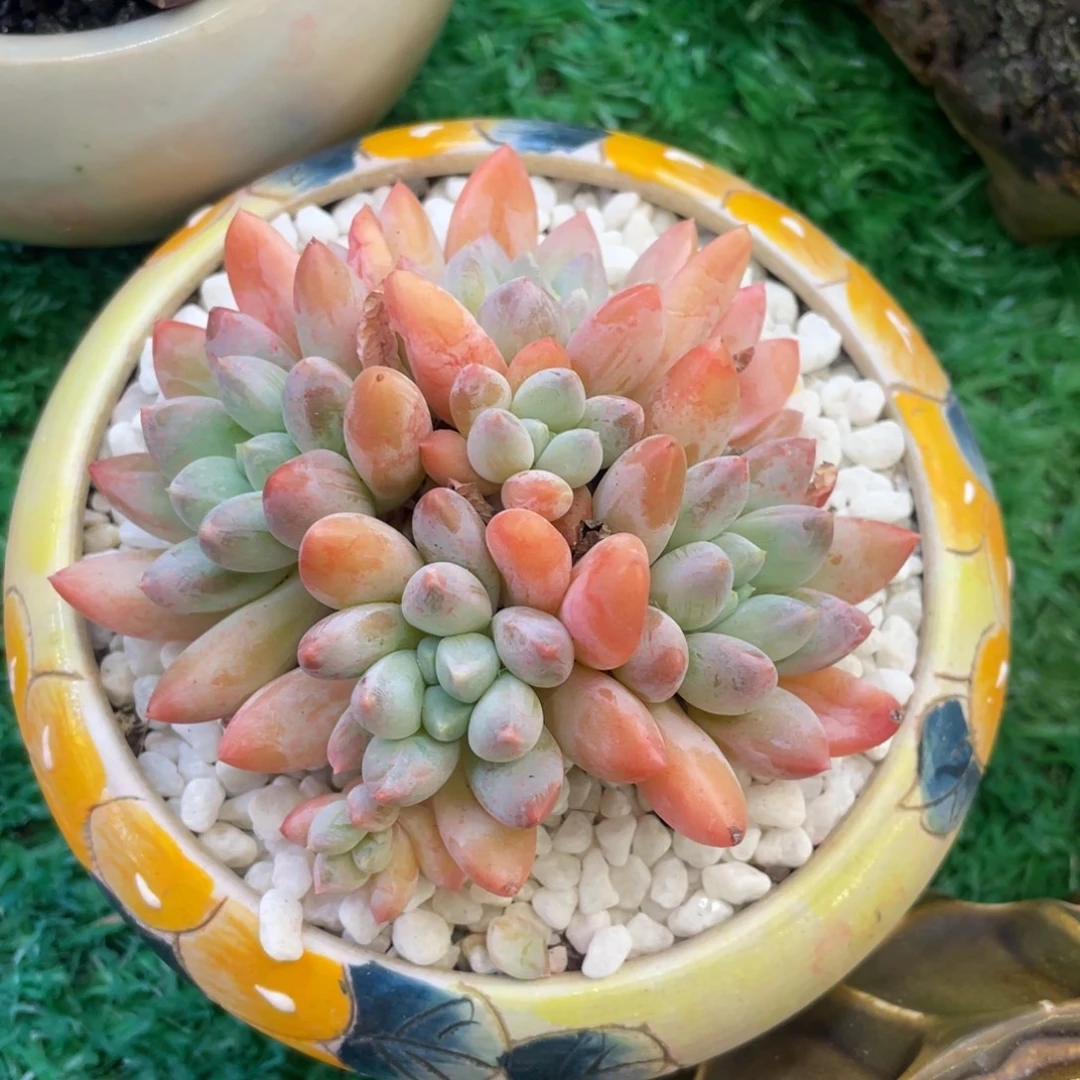 多肉植物盆栽多肉的