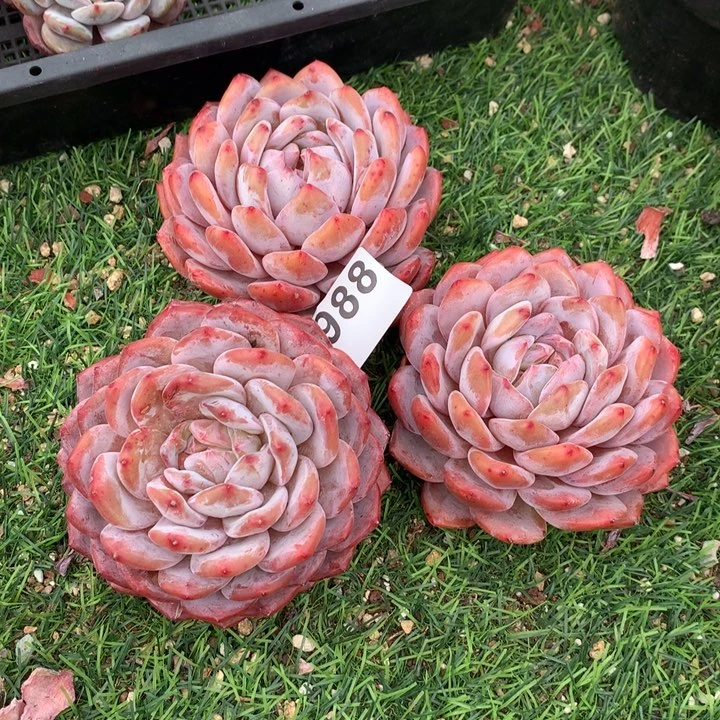 988橙梦露多肉植物