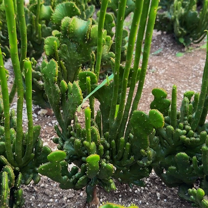 一物一拍。现拍现发