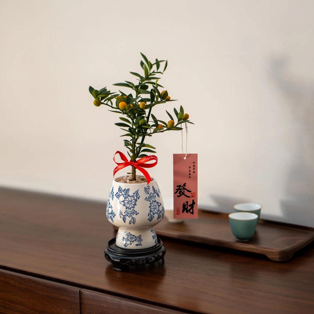 小金豆盆栽带果冬季耐寒植物绿植客厅办公室花卉室内好养易打理