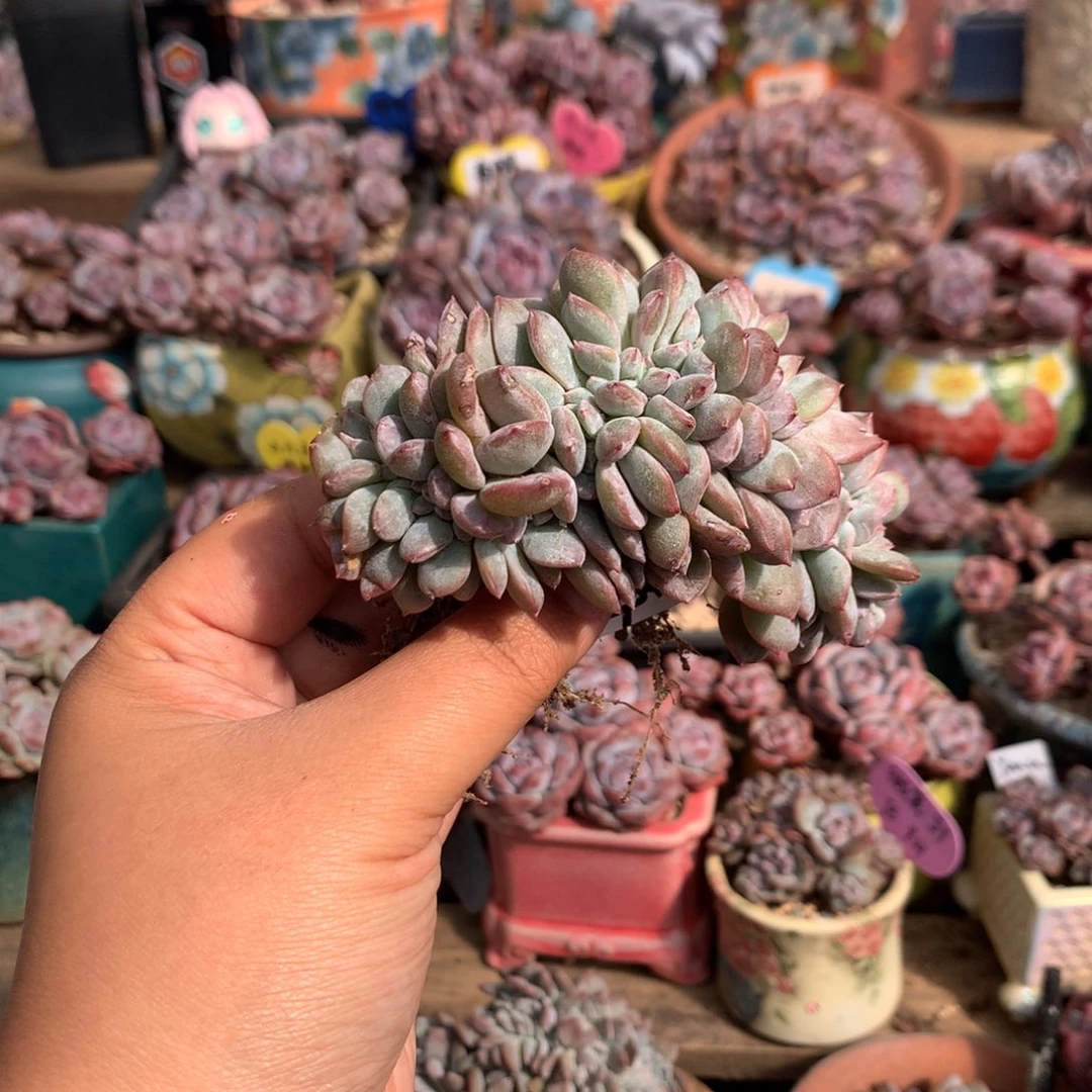 纯***苏哈哈哈哈哈哈哈哈