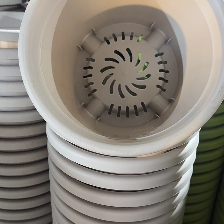 四季3号灰白无托10个特价