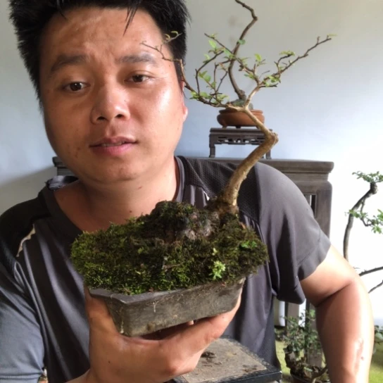 无花朵盆景盆栽植物（不包成活率）