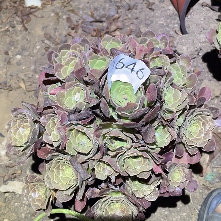 多肉植物法师646荷兰圆叶