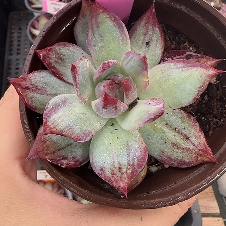 3 惊鸿仙子多肉植物