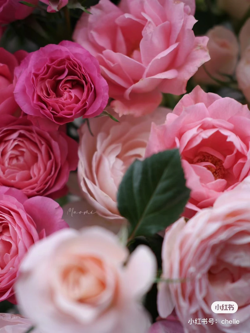 【德芮尔基地】玫瑰 任拍三单及以上包顺空鲜切花10支装%20不售后