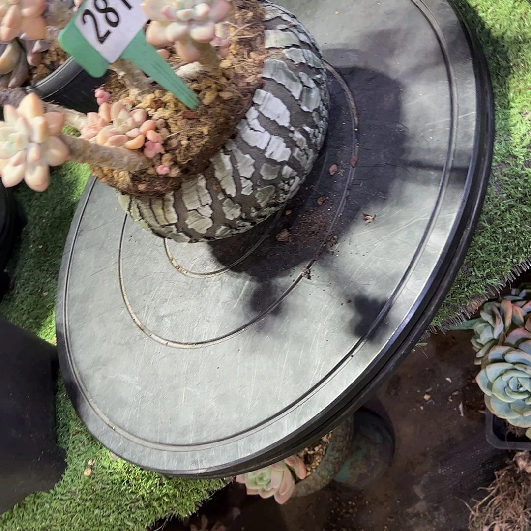 小***k盆多肉植物保护姐姐