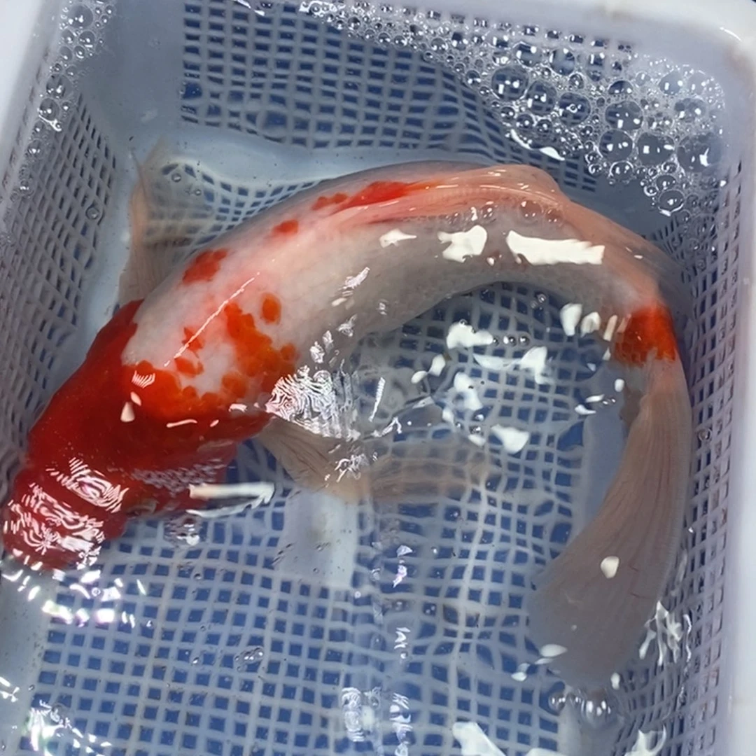 锦鲤冷水锦鲤包邮