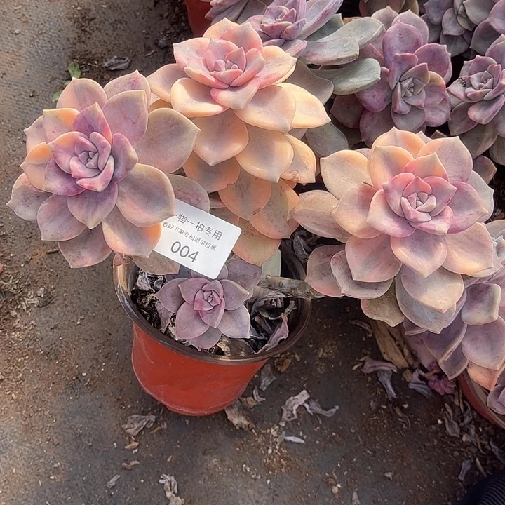 赵***姐拉丝紫乐锦群，一物一拍