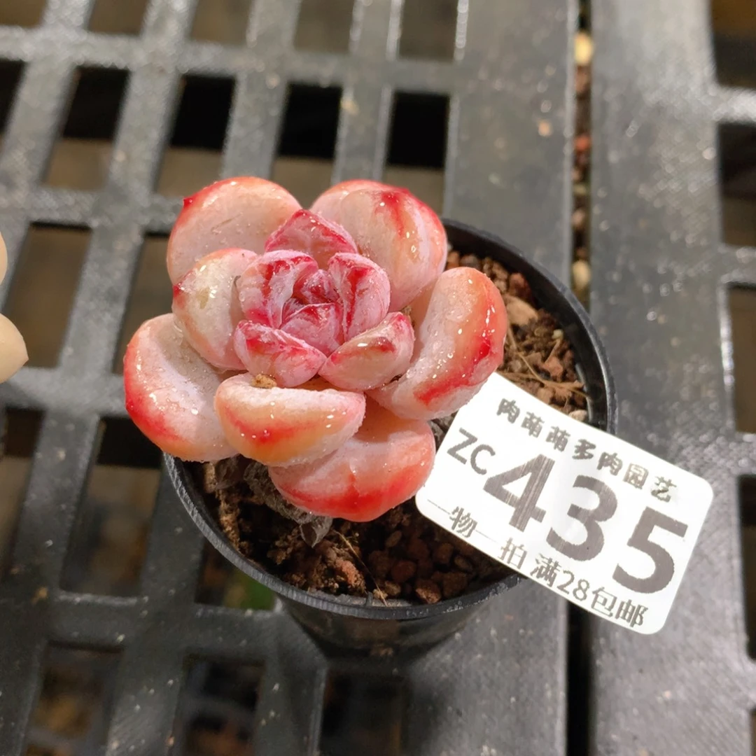 肉萌萌拇指盆精控多肉ZC435