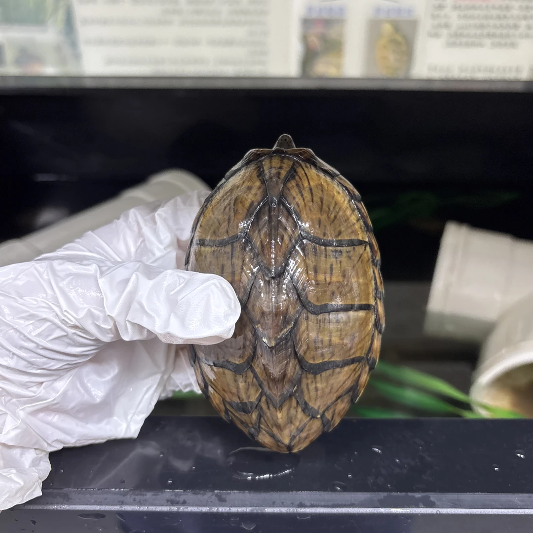 乌巨果果剃刀活体 包活到家，不包饲养风险