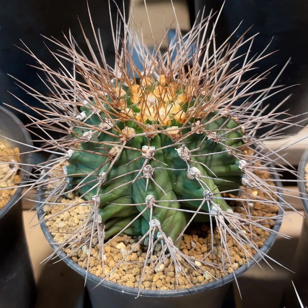 仙人球裸萼属强刺翠晃冠9厘米