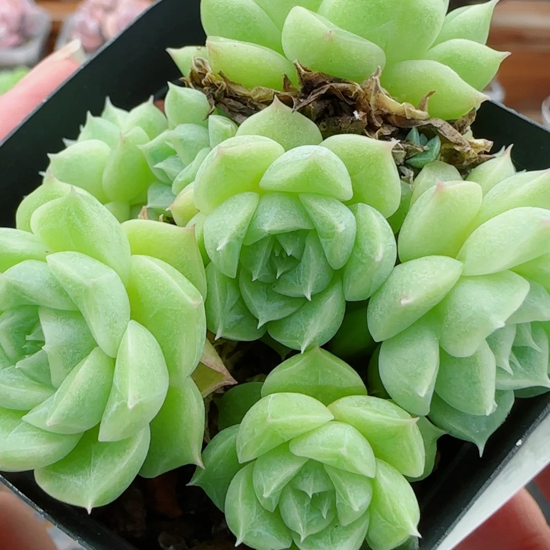 花语逸镜0922-314散