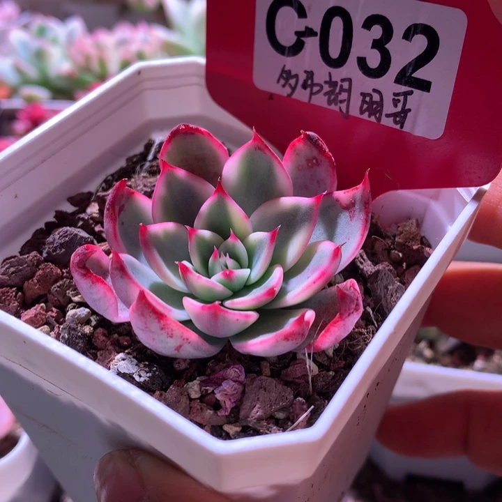 多弗朗明哥覆轮锦