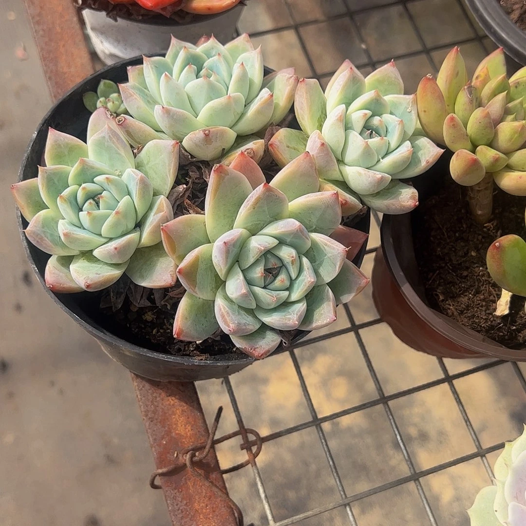 冰山美人多头造型精品特价