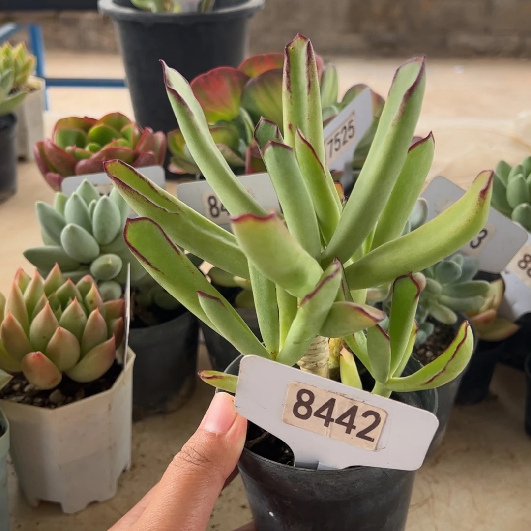 【闪购商品】竹马。  8442。1111111