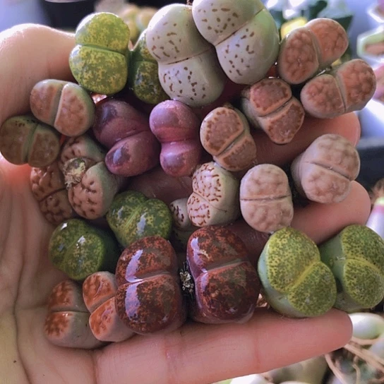 无花朵1311，13颗小双头如图微瑕特价