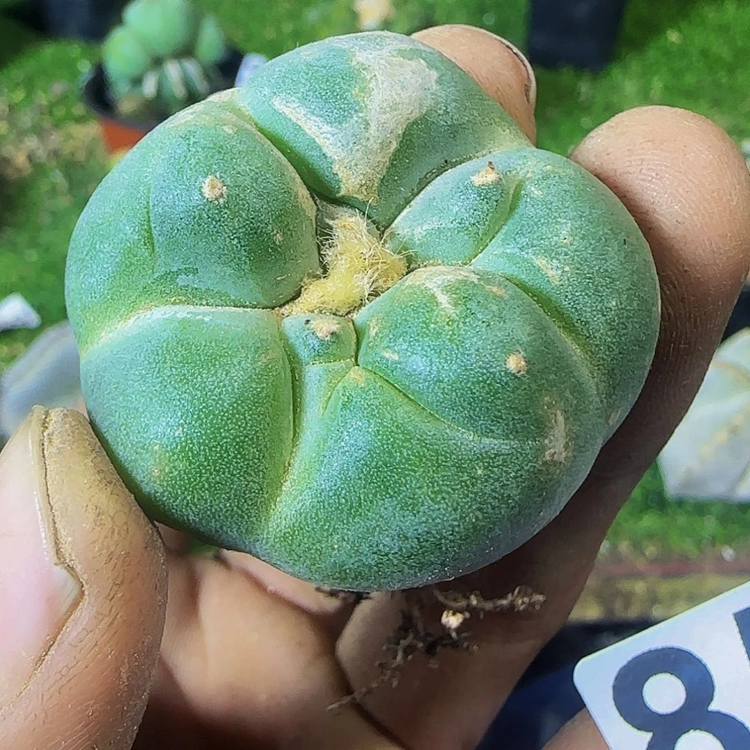 五棱大尤仙857小萝卜根