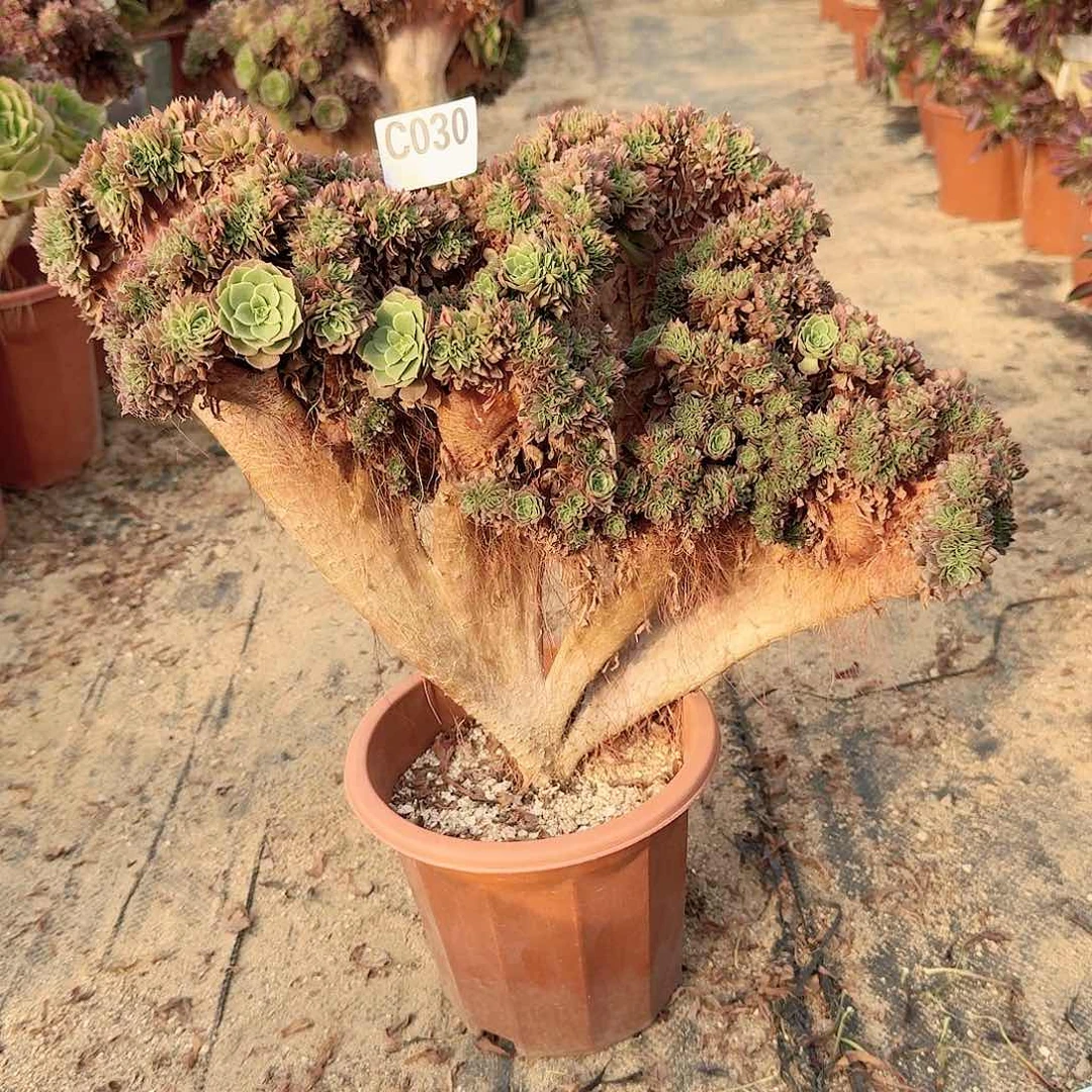 030万朵朵一颗呀呀