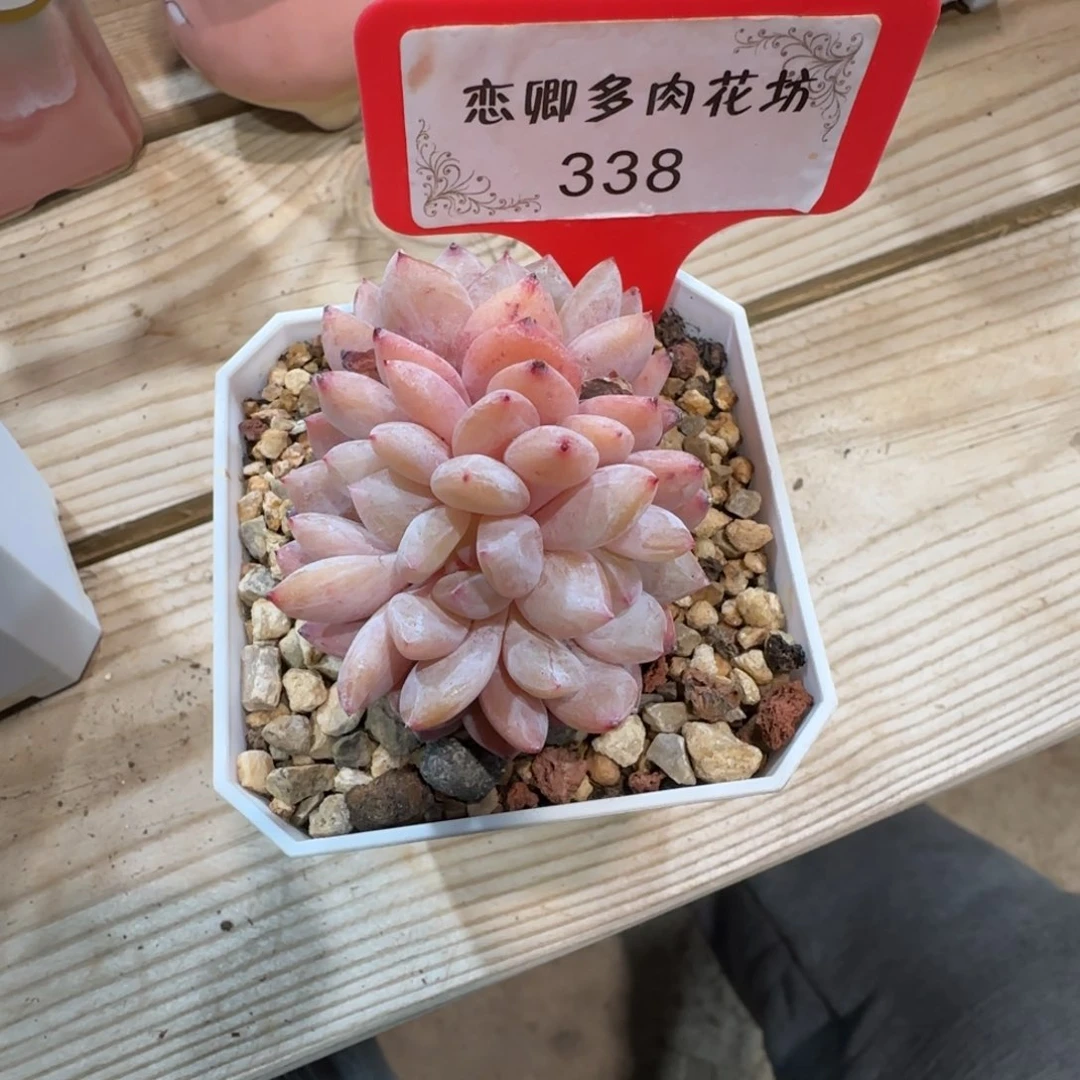 小**果338雪天天使小老桩无砍