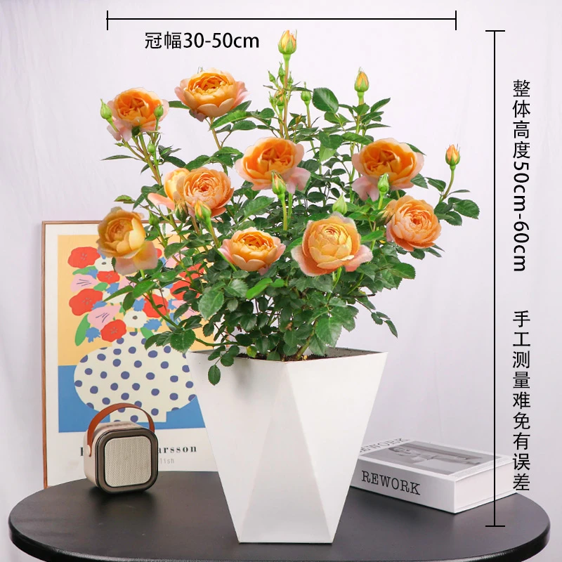 果汁阳台月季盆栽1.5加仑带花苞浓香型四季开花庭院绿植