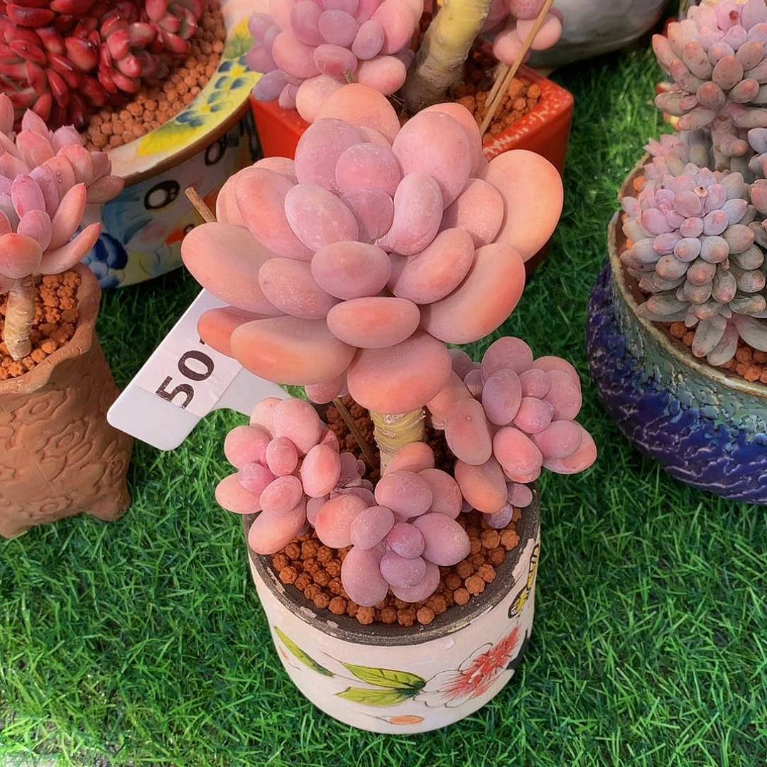 靜*程雪球多肉植物72772