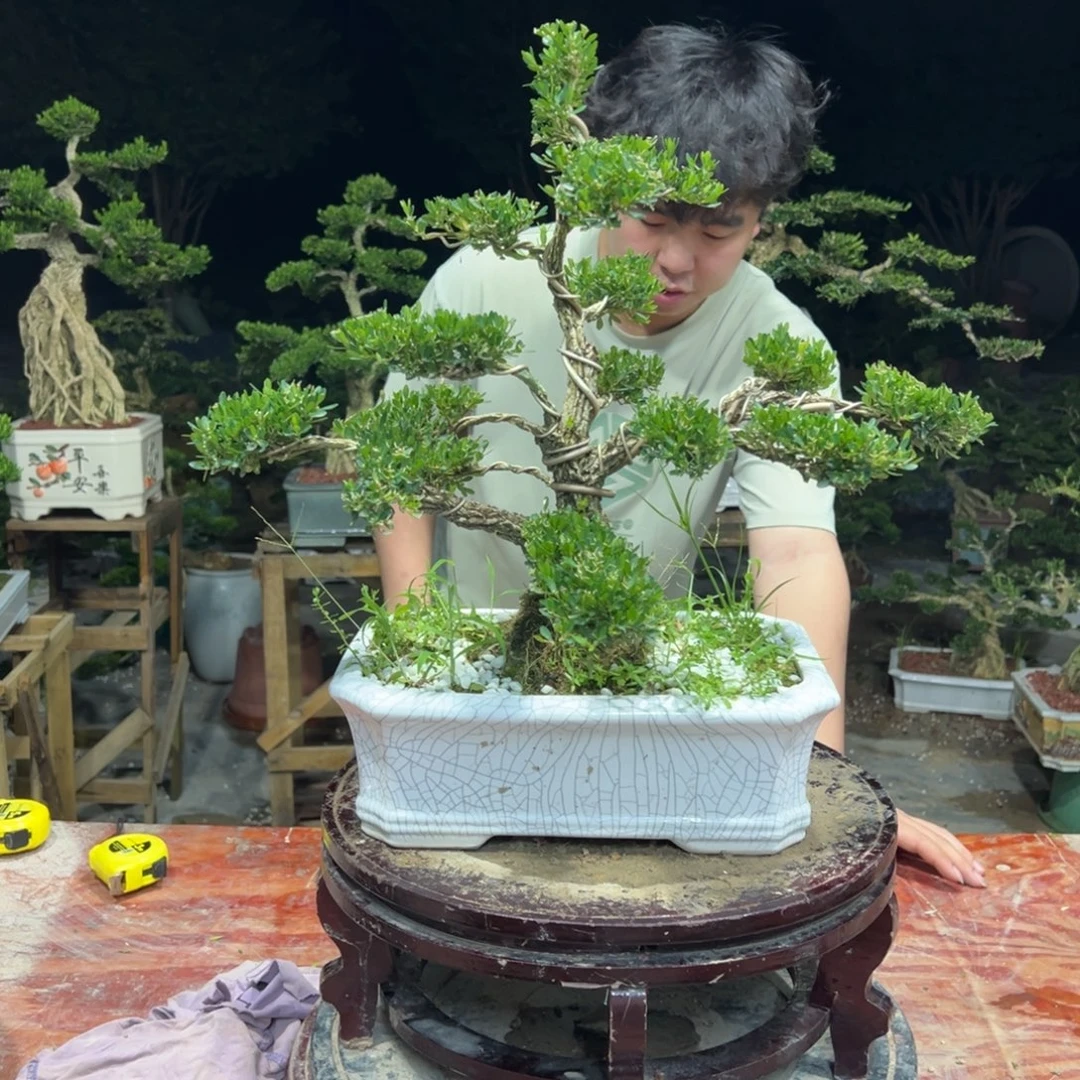 无花朵广东皱皮雀舌黄杨