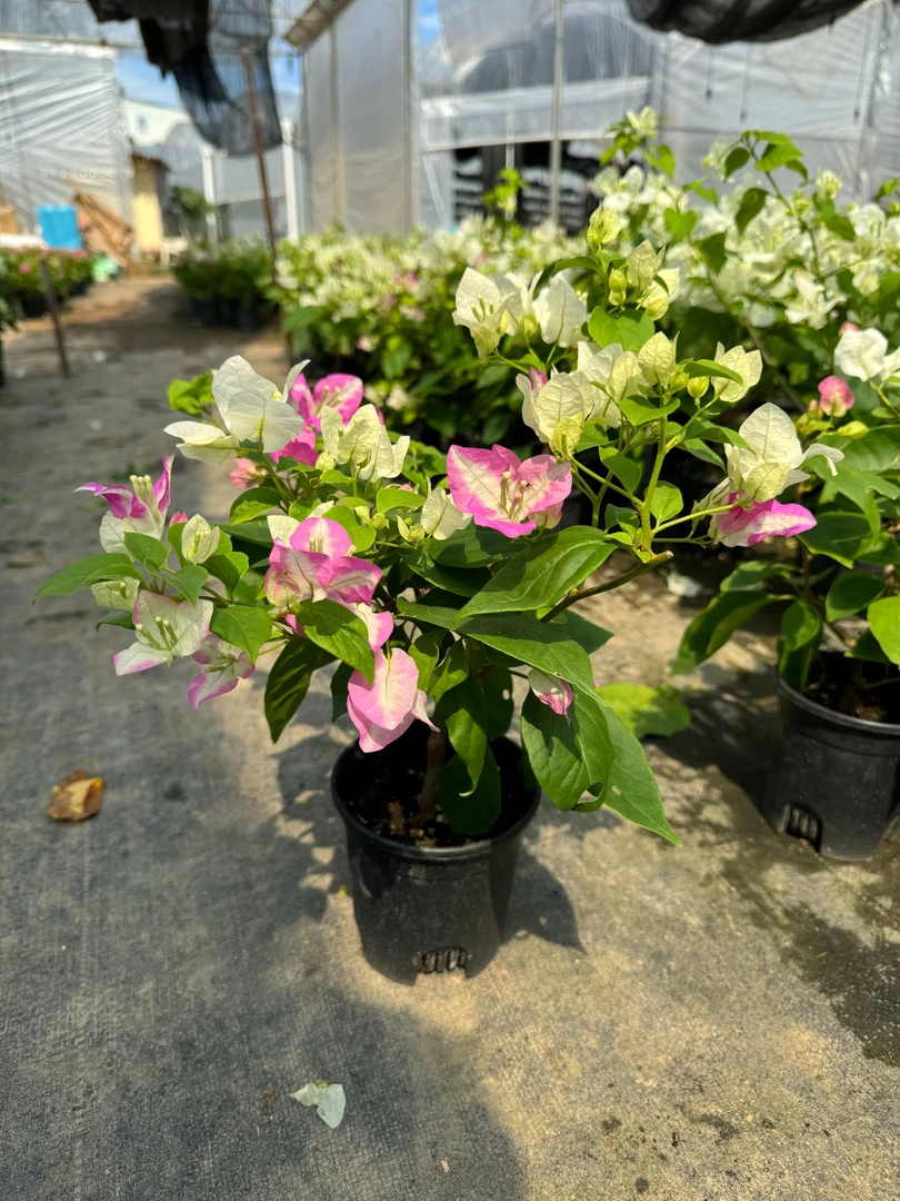 口红-新品种三角梅原盆基地直发阳台庭院爬藤垂吊网红款四季勤花