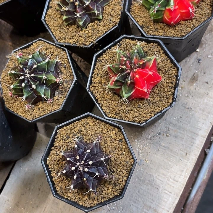 完全开放l****s仙人球好好看好漂亮100