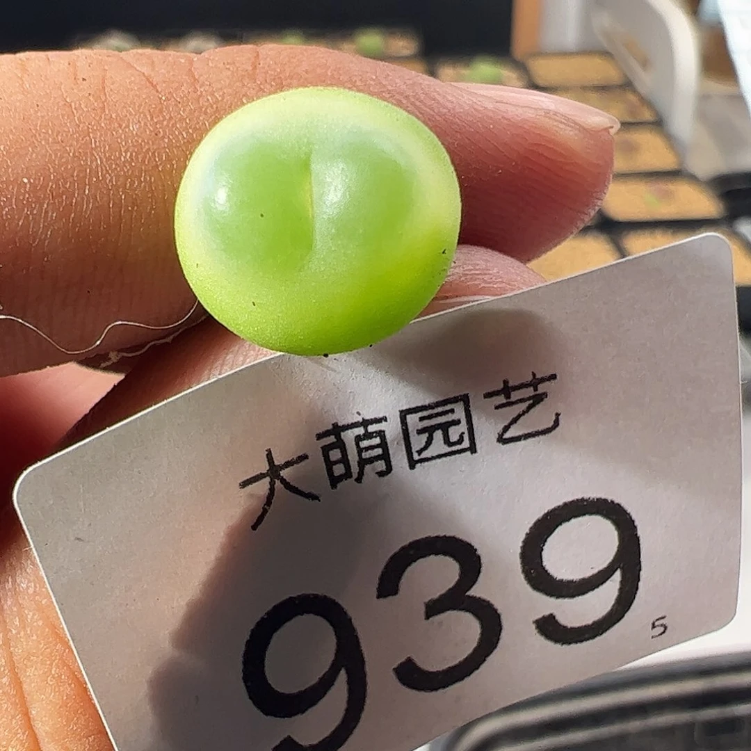 一物一拍。        939