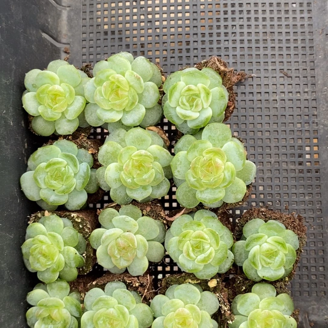 编号新品六颗量拍