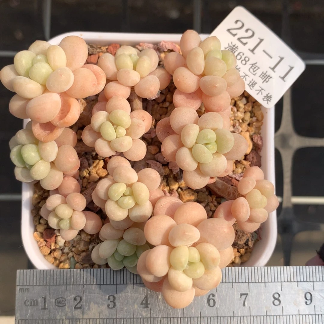 11。洛可可老桩自然群。